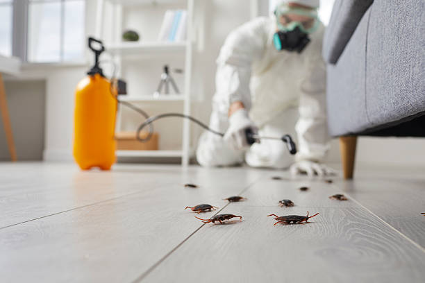 Commercial Rodent Management in Norton